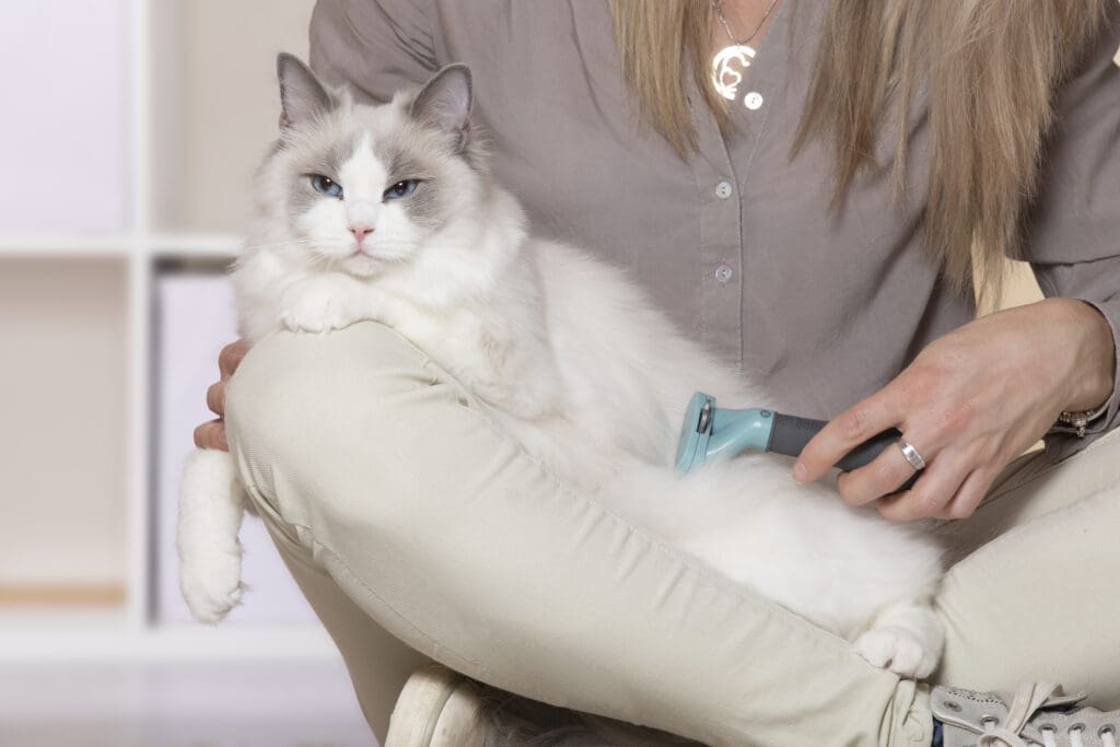 furminator ragdoll