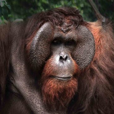 Borneo Orangutan Survival Foundation
