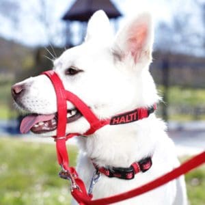 HALTI Headcollar in use