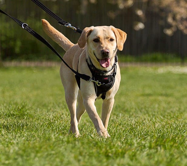 halti dog walking harness