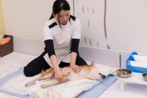 Aeon Pet - Aged dog care