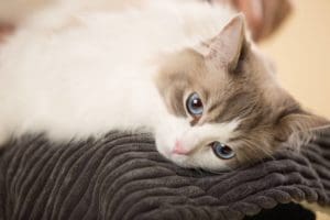 Pets At Home