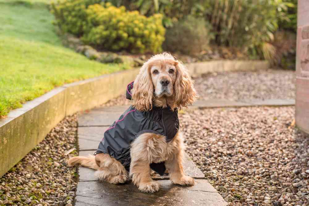 pets at home dog accessories
