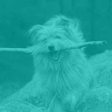 Truline dog