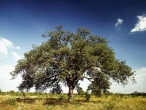 Marula Tree