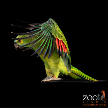 Zoo Studio Brand Logo