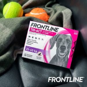 FRONTLINE