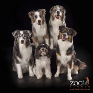 Zoo Studio