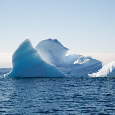 QRILL Pet Website Feature - Antarctica Iceberg