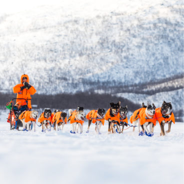 QRILL Pet Website Feature - Sled Dog Team