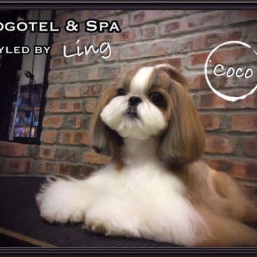 Dogotel
