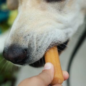 Himalayan Dog Chew