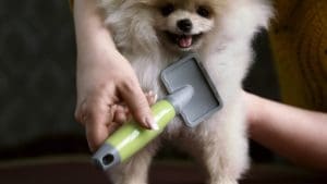 Moser Pet Grooming