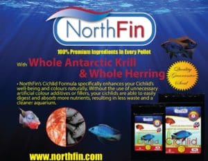 NorthFin